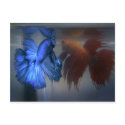 Fighting Fish postcards