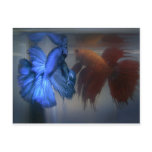 Fighting Fish postcards