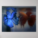 Fighting Fish posters
