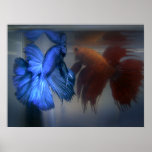 Fighting Fish Poster