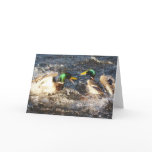 Fighting MALLARDS Wildlife Photo Greeting Card