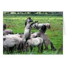 fighting stallions cards