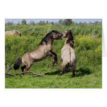 fighting stallions cards