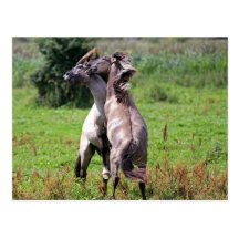 fighting stallions post card