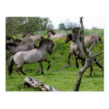 fighting stallions postcard