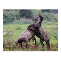 fighting stallions postcards