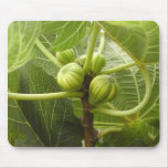 Figs mousepads