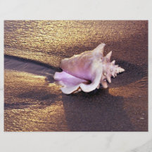 Fiji Islands, there are still shells like this on Flyer Design