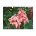 Fiji Pink and Yellow Flower Postcard