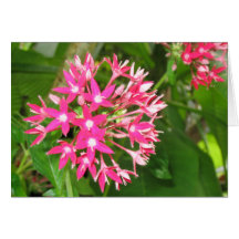 Fijian Pink Flower Greeting Card