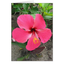 Fijian Red #1 Greeting Card