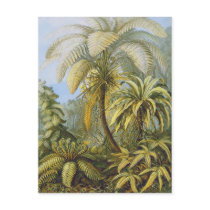 Filicinae (Ferns), Ernst Haeckel
