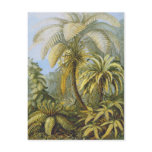 Filicinae (Ferns), Ernst Haeckel Postcard