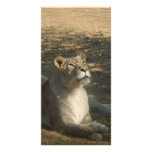 Fimale Lion Photo Card photo cards