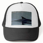 Fin whale, dorsal fin hats