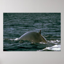 Fin whale posters