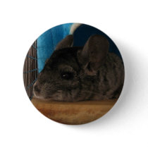 Finally Home Chinchillas: Cheech