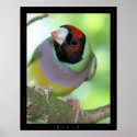 Finch posters