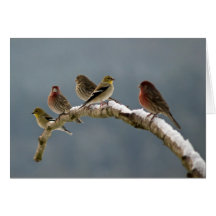 Finches Christmas card