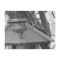 Finches on Birdfeeder Postcard