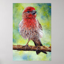 Finchy, Fine Art Print