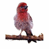 Finchy Photo Sculpture