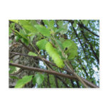 Find the caterpillar postcard