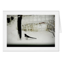 Fine-art Photo magpie in snow by tree Card