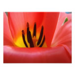 Fine Art Photography art prints Red Tulip Flower photography