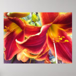 Fine Art Print: Daylilies in Fiery Orange and Gold