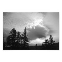 Fine Art Print of Santiam Pass Pines Photo
