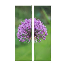 Fine Art Print: Purple Alium Stretched Canvas Print