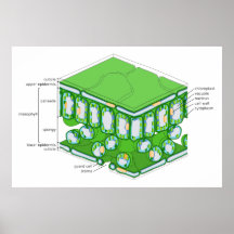 Fine Scale Structure of a Leaf Diagram Print