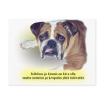 Finnish hangover bulldog post card