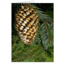 Fir tree fruit (abies species) cards