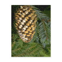 Fir tree fruit (abies species) postcards