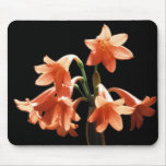 Fire Lily, a Cyrtanthus Hybrid Mouse Pads