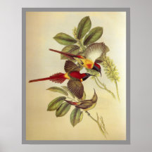 Fire-tailed Sunbird Print