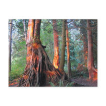 Fire Trees Post Card