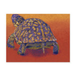 Fire Walker - Box Turtle (1) postcards