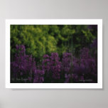 Fire-weed #02, (C) Jack Taylor, Zazzle.com/Jack... Poster