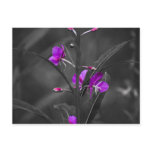 Fire Weed Mugshot Post Card postcards