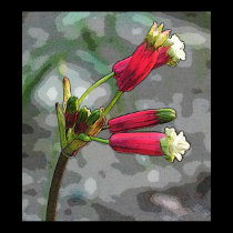 firecracker blooms posters