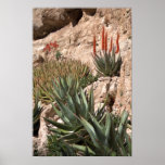 Firecracker Penstemon Flower Poster