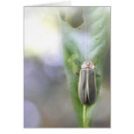 Firefly - Photuris Pyralis Greeting Cards