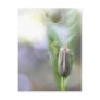Firefly - Photuris Pyralis Post Card