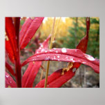Fireweed in the Fall Poster
