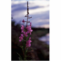 Fireweed Photo Cutouts