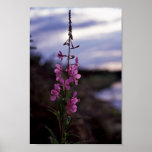 Fireweed Print