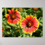 Firewheel - Sundance Wildflower posters